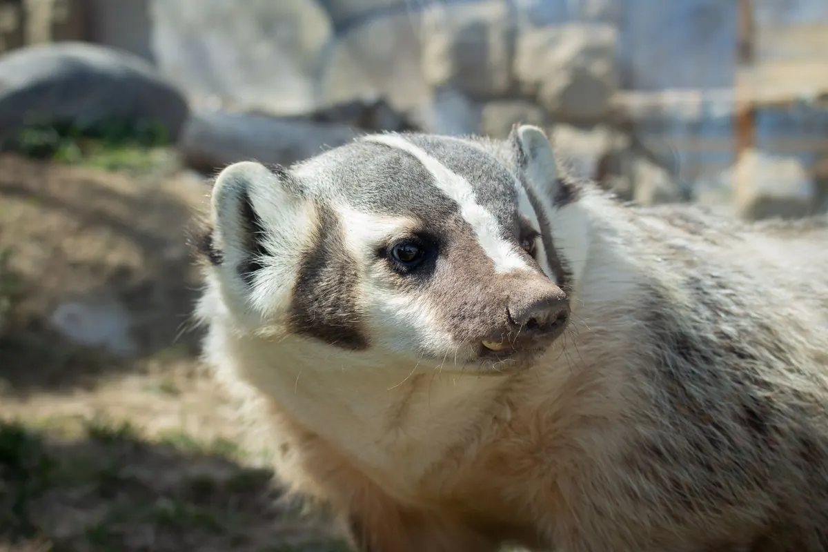 A Year in the Life of a Badger: Seasonal Behaviour Explained