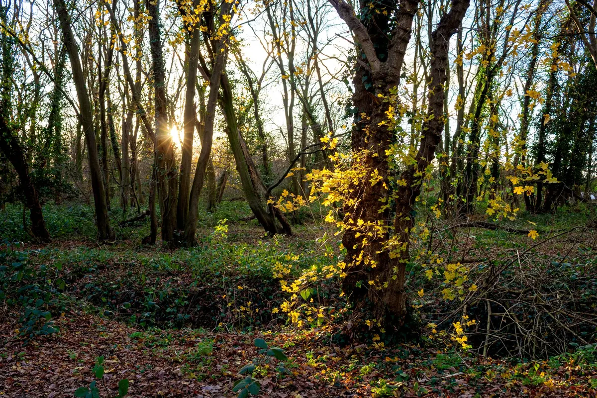 How to Identify Badger Setts in the UK: A Beginner's Guide