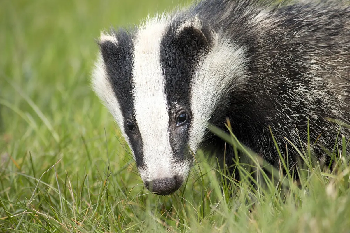 What Do Badgers Eat? A Seasonal UK Diet Checklist